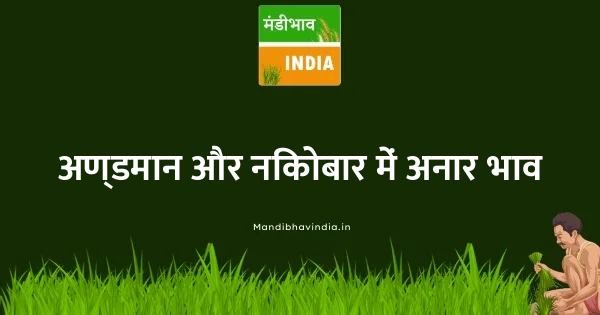 Pomegranate भाव